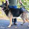 Walkin’ Pets-rear-harness-photo-2